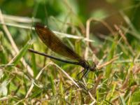 Blauflügel Prachtlibelle Weibchen